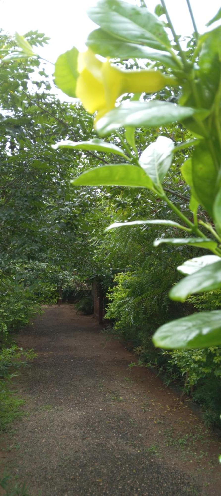 Forest Villa Nature Resort Анурадхапура Екстериор снимка