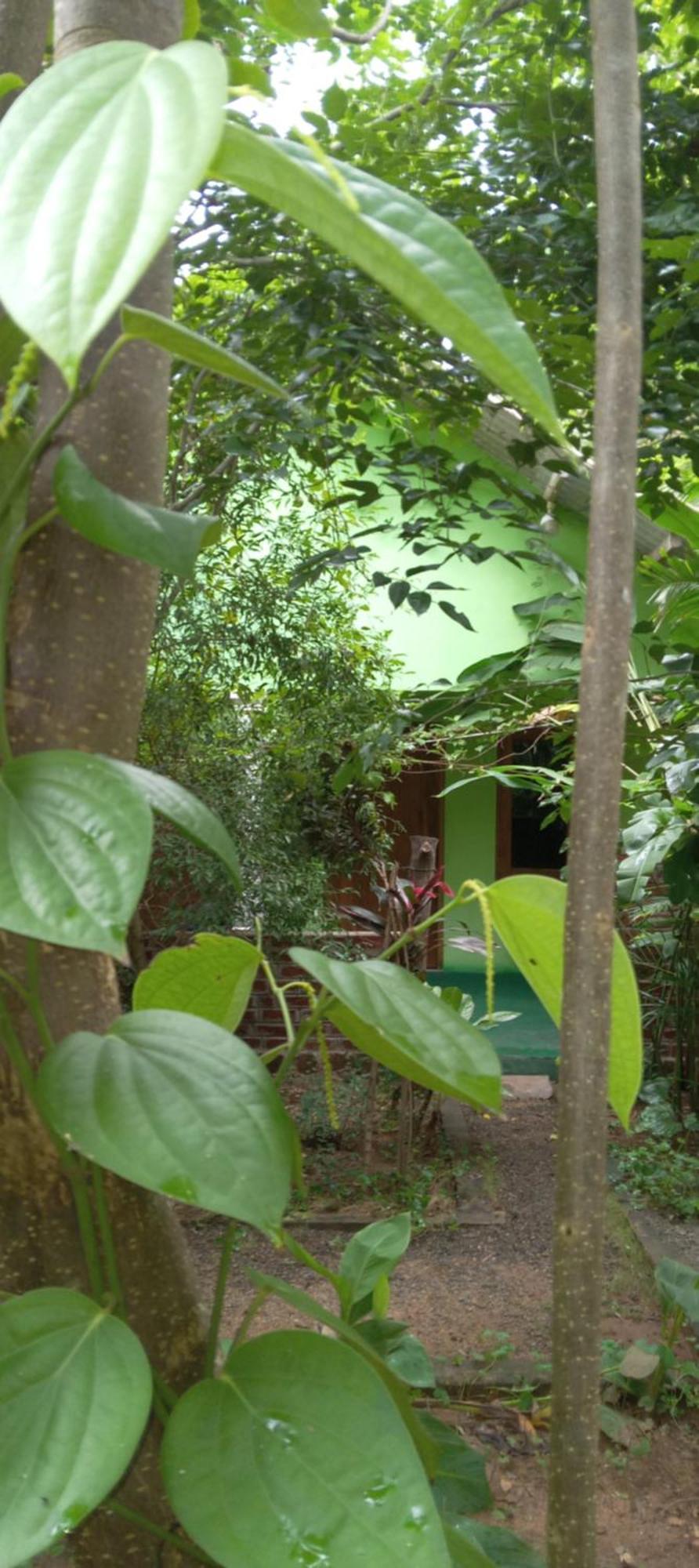 Forest Villa Nature Resort Анурадхапура Екстериор снимка