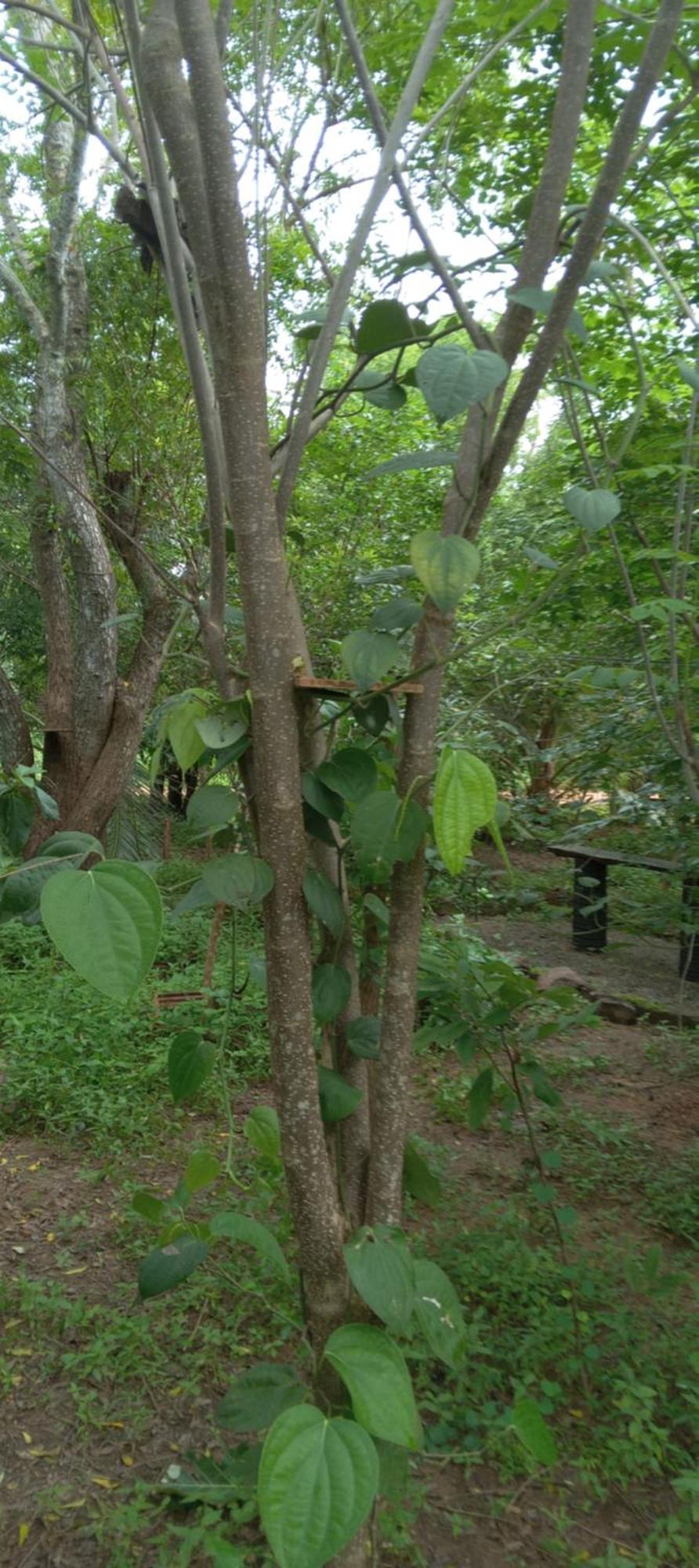 Forest Villa Nature Resort Анурадхапура Екстериор снимка