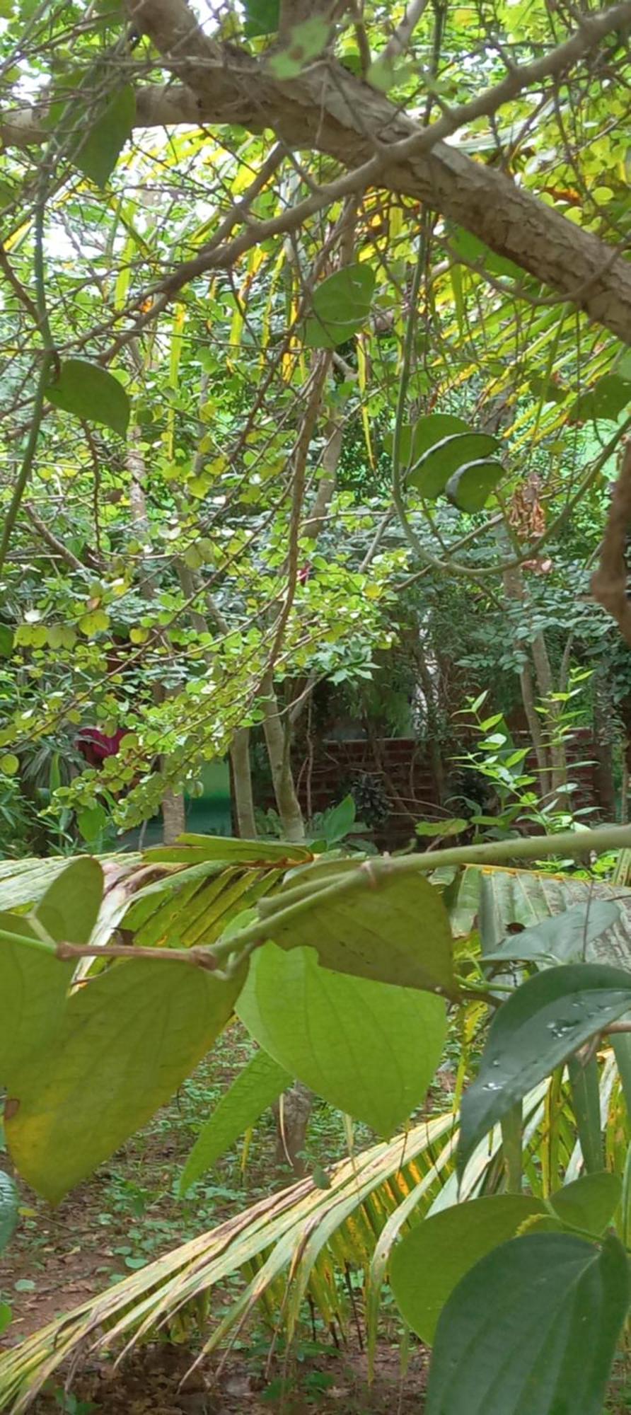 Forest Villa Nature Resort Анурадхапура Екстериор снимка