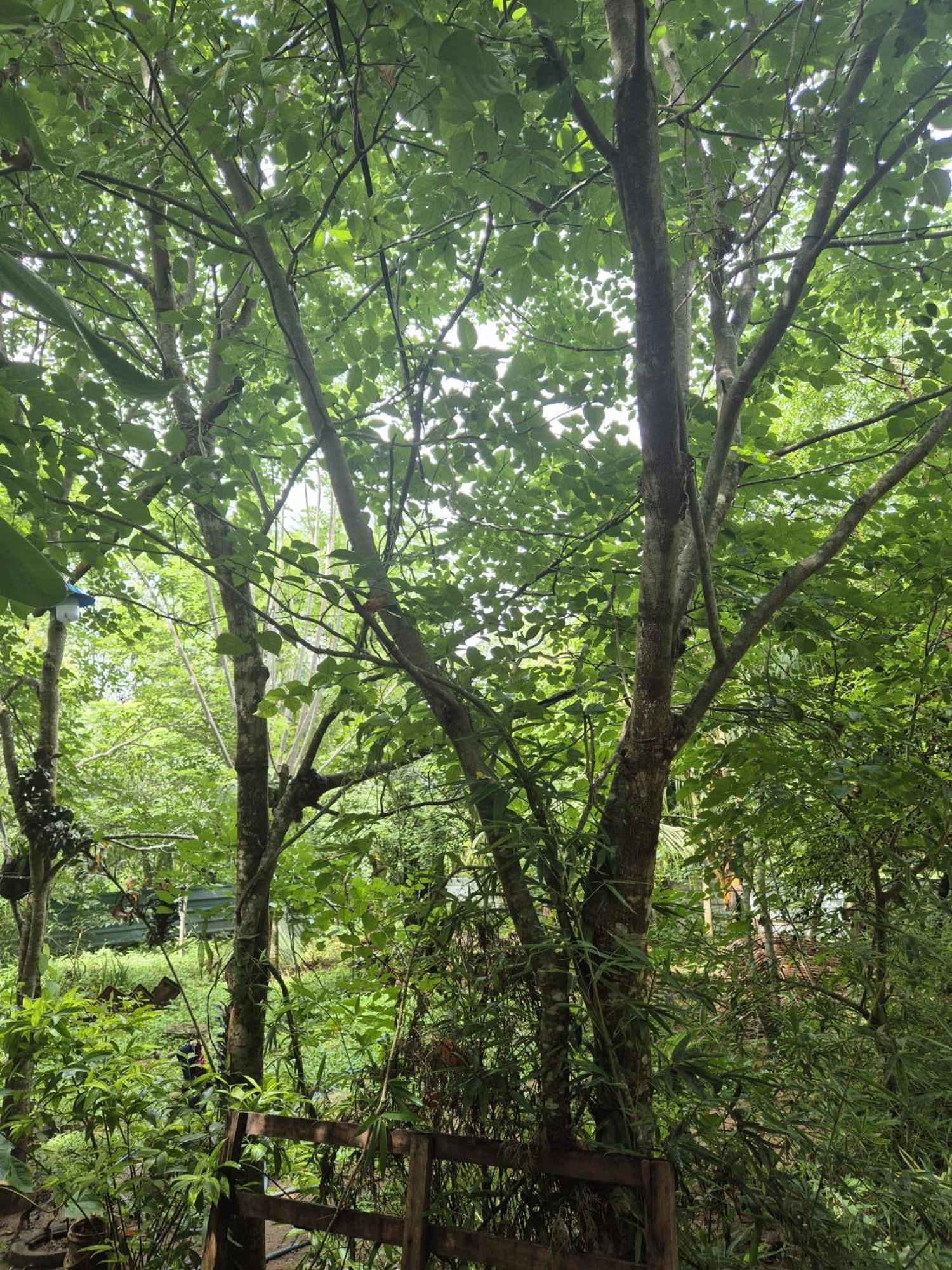 Forest Villa Nature Resort Анурадхапура Екстериор снимка